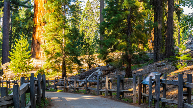 Sequoias along General Grant Tree Trail