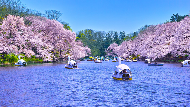 Inokashira Park's pond lined with the iconic cherry blossoms