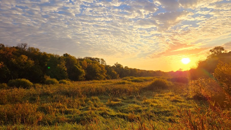 A meadow lined with trees during a cloudy, golden sunset at Lake Rebecca Park Reserve, Minnesota