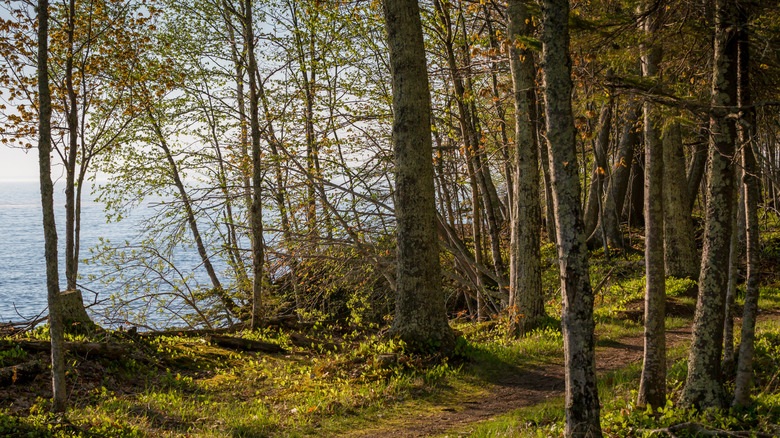 A hiking trail in the Apostle Islands