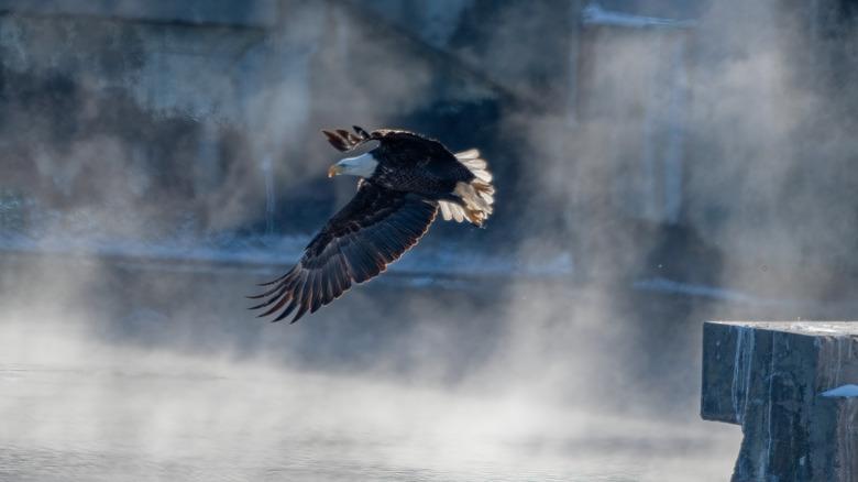 Bald eagle flying over Lake McConaughy, Nebraska, on a misty morning