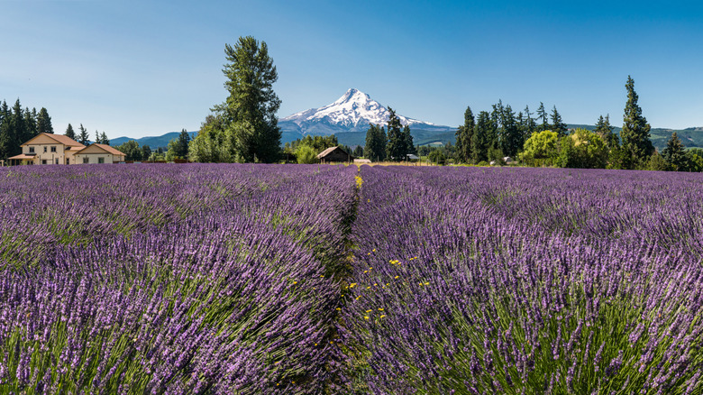 A lavender field in front of Mt. Hood in Oregon