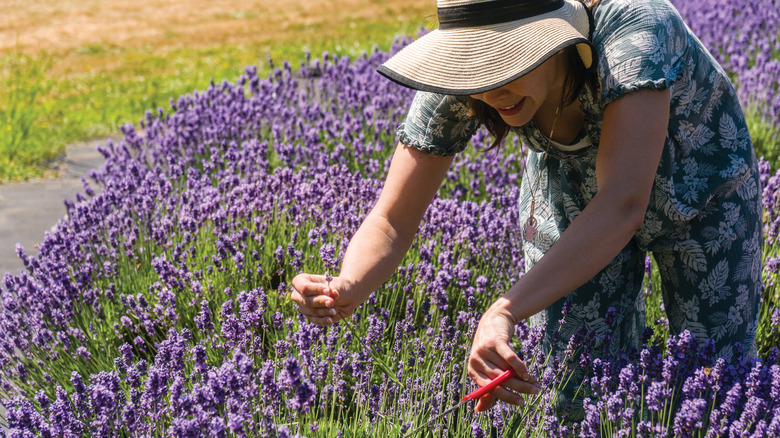 A woman snips lavender in a field