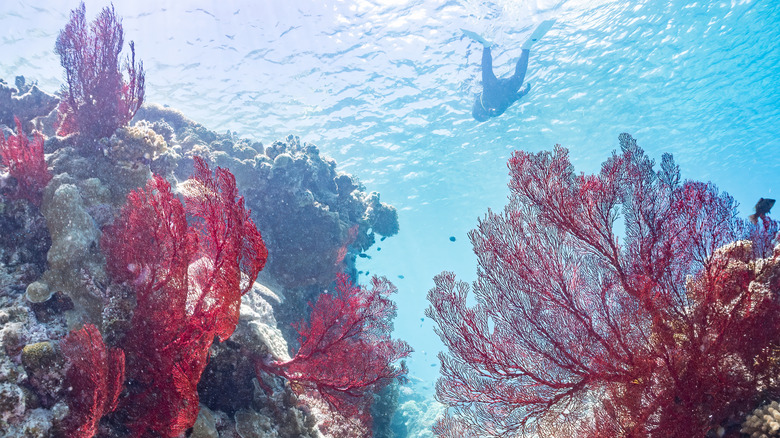 A diver observes the coral reefs around Zamami Island