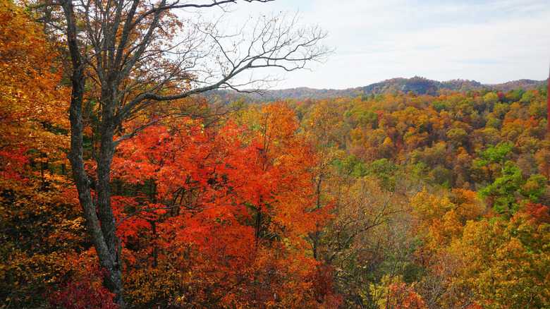 Fall scene in Daniel Boone National Forest