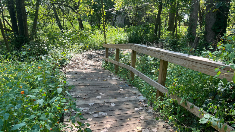 A wooden path at Whitehouse Nature Center