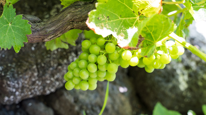 Wine grapes