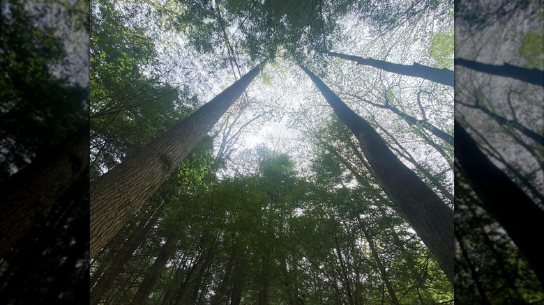 Photo of the sky between the trees in Shawnee State Park