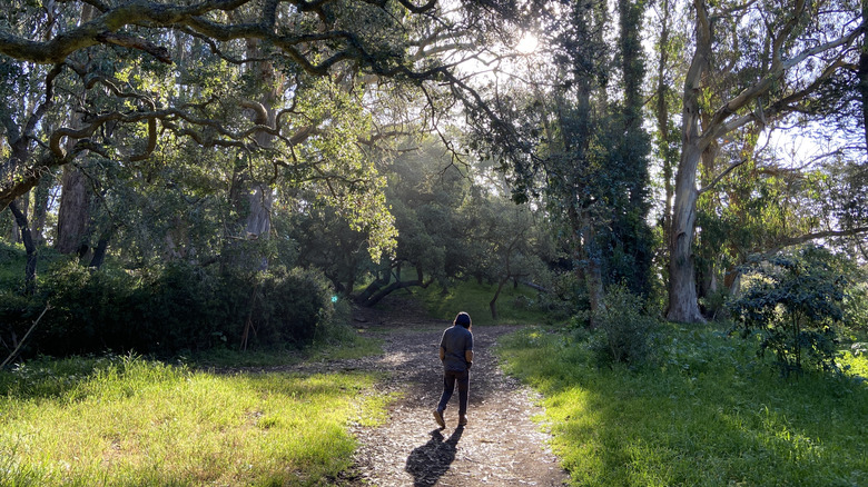 A man walks along a dirt trail through the trees of Golden Gate Park in the early morning sunight