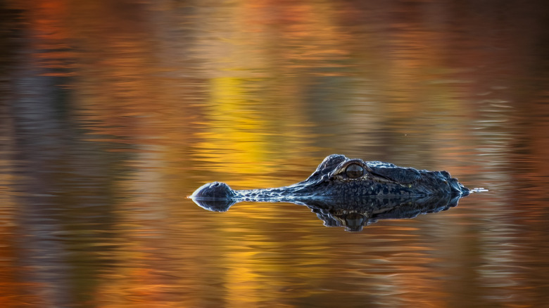 Wildlife spotting at a Louisiana swamp during fall