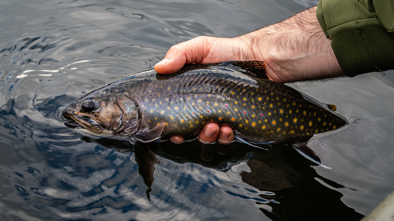 Man fishing brook trout out of water