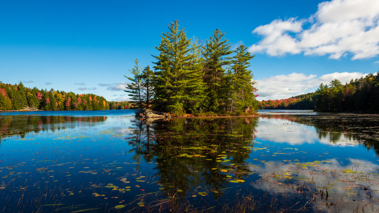 Pine tree island at Putnam pond in Pharoh Wilderness
