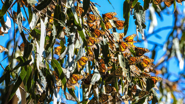 Clusters of monarch butterflies on a tree in the sanctuary