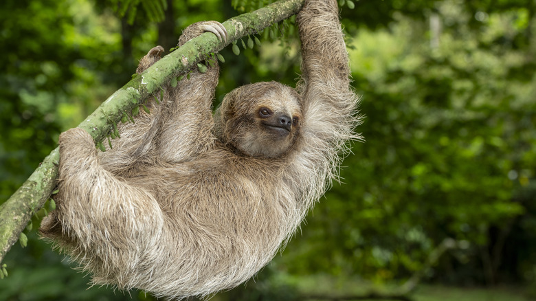 sloth