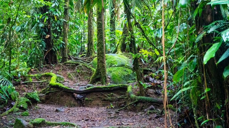 Braulio Carrillo National Park in Costa Rica