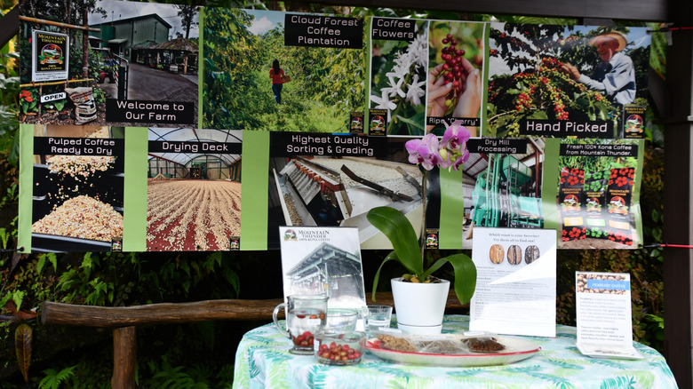 View of coffee exhibit at Mountain Thunder Coffee