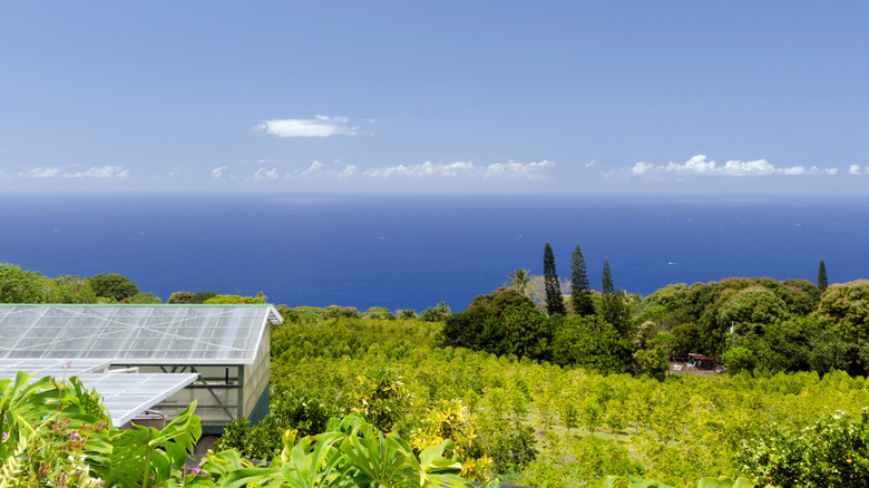 View of Kona Coffee Belt down to the coast