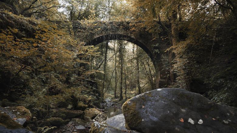 A stone arch bridge in an old-growth forest