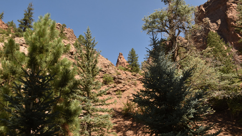 Green pine trees with rock formations in Broadmoor Seven Falls Park