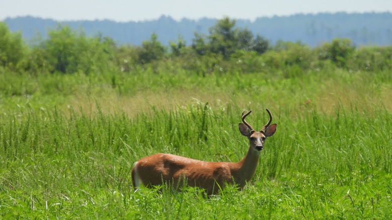 Whitetail deer in Blackwater National Refuge