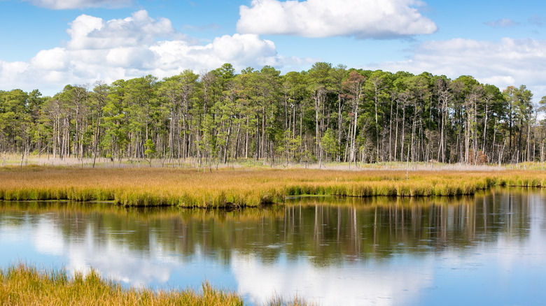 Wetlands and trees in Blackwaters National Refuge