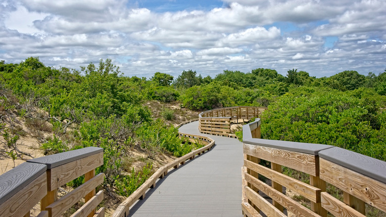 ﻿﻿The winding ﻿﻿Hellcat Boardwalk Trail