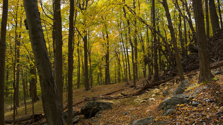 Forest trail in Harriman State Park