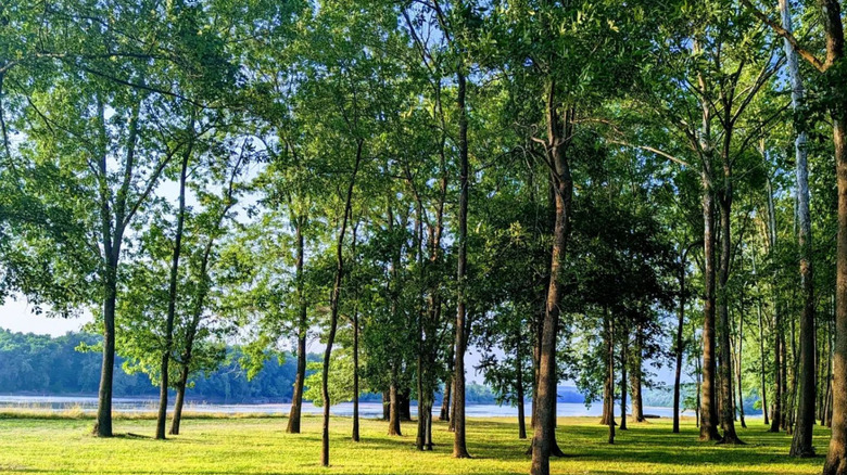 Trees in Harmonie State Park
