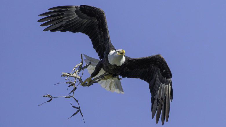 Flying bald eagle in the air