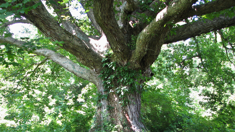 Oak tree in Big Oaks National Wildlife Refuge