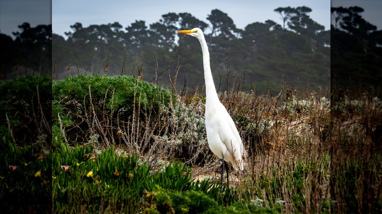 Bird at Asilomar State Beach in Pacific Grove, California