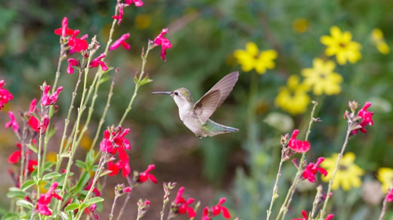 Anna's hummingbird hovering mid-flight among brightly colored flowers