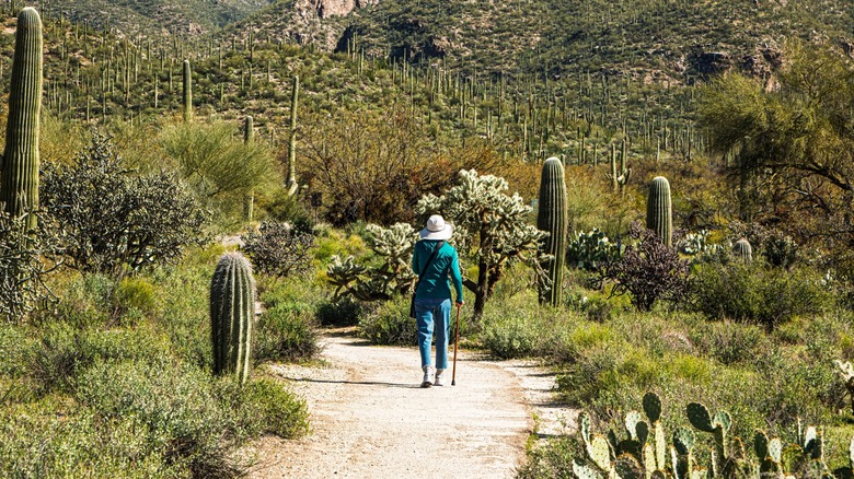 A woman walks up a forested desert path in Arizona