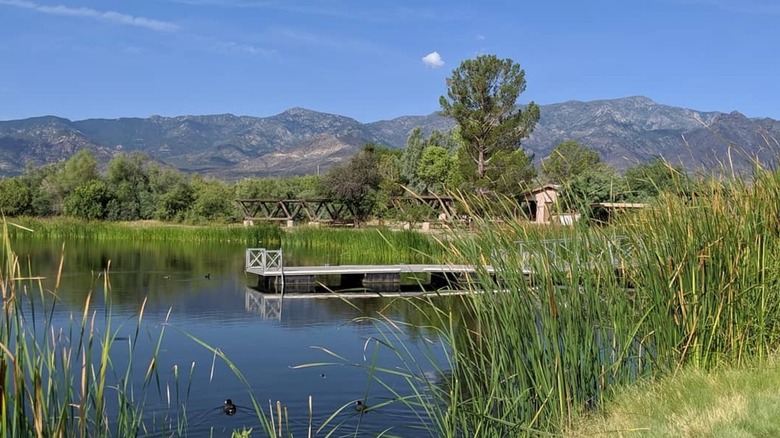 Dankworth Pond and dock surrounded by tall grass with mountains in the distance