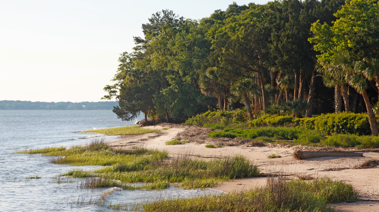 A Sea Island in the ACE Basin near Monkey Island.