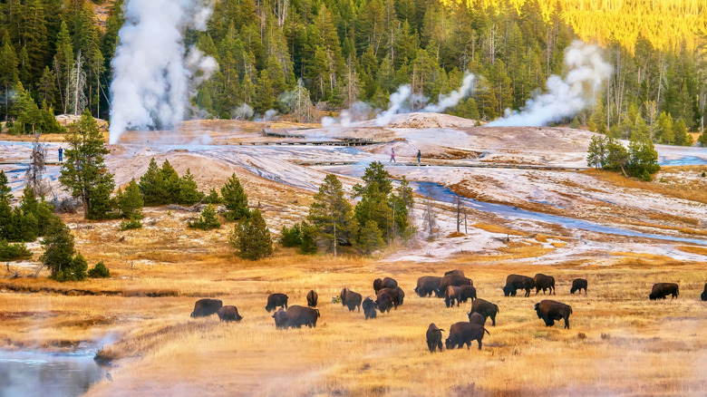 A herd of bison grazing around steaming geysers and green trees in the Upper Geyser Basin in Yellowstone National Park