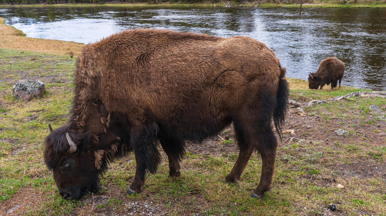 Two American bison grazing on a grassy riverbank in Yellowstone National Park