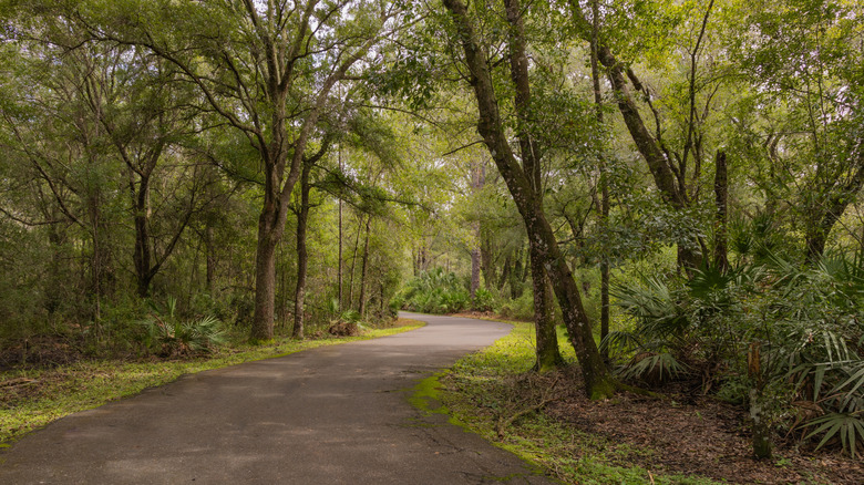 A tree-lined, paved path cuts through New Tampa Nature Park
