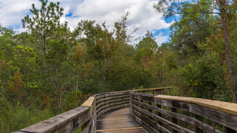 A wooden boardwalk cuts through the marsh at New Tampa Nature Park