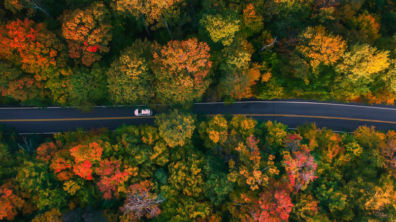Bird's eye view of a car along a road bordered by New England's autumn foliage.