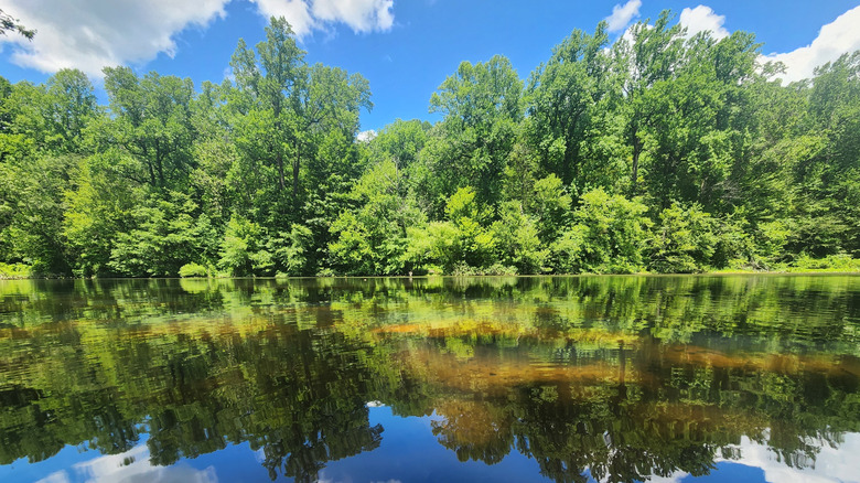 Green trees and lake in Watchung Reservation
