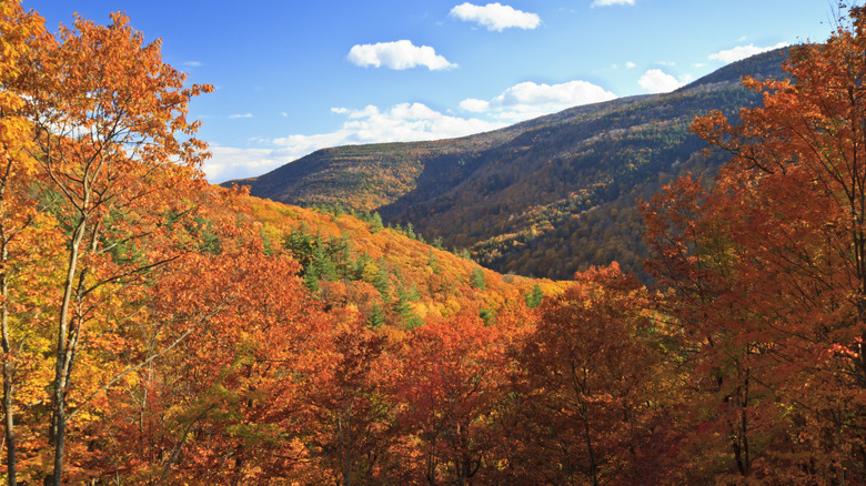 Fall foliage in Kaaterskill Clove