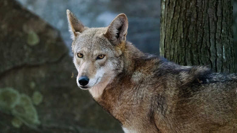 an endangered red wolf photographed in the Albemarle Peninsula in North Carolina