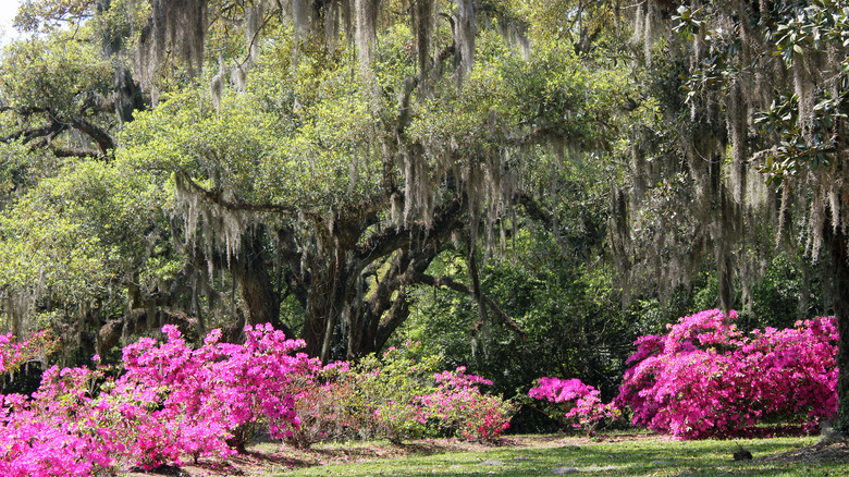 Jungle Gardens on Avery Island in New Iberia, Louisiana