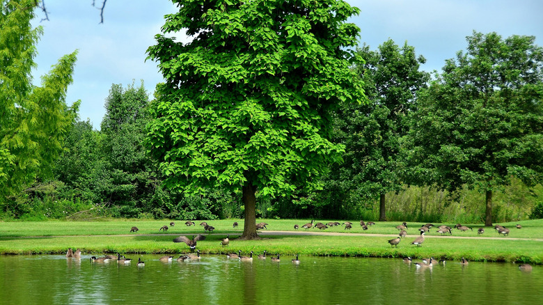 Frank's Park in Hilliard