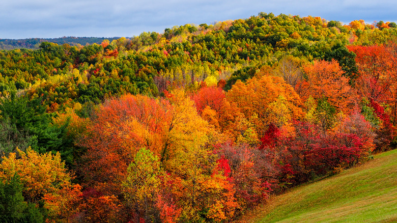 View over the forest canopy in Hocking Hills, with red, orange, yellow, and green trees under a blue sky