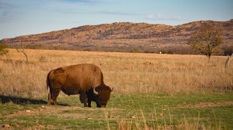 a bison in Wichita Mountains, Oklahona