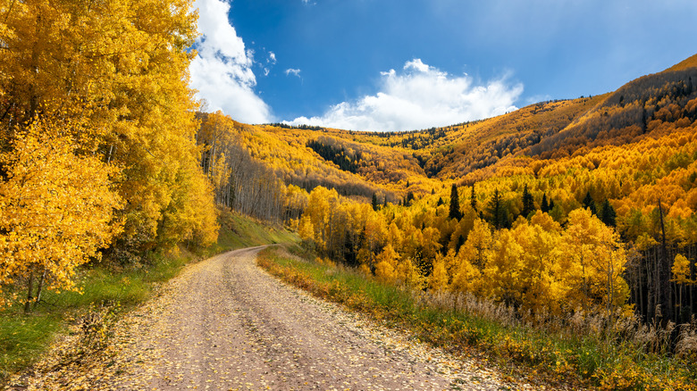 Winding dirt road and trees in San Juan Mountains, Rico, Colorado