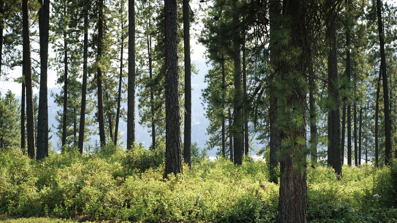 Trees in a forest in Chewelah, Washington