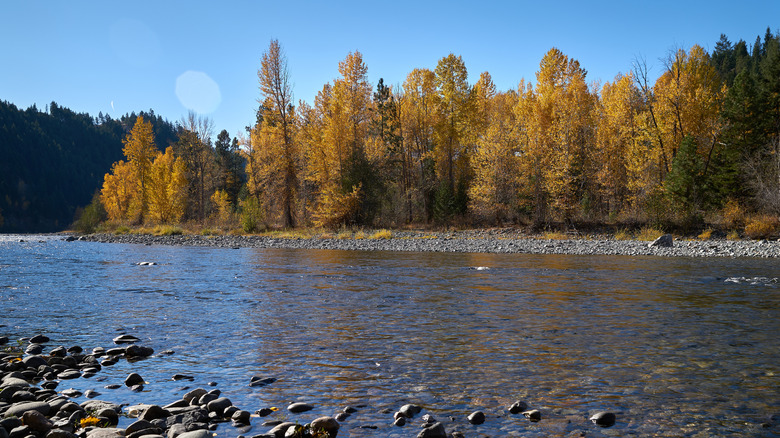 A grove of aspens stands beside the Tulameen River near Coalmont